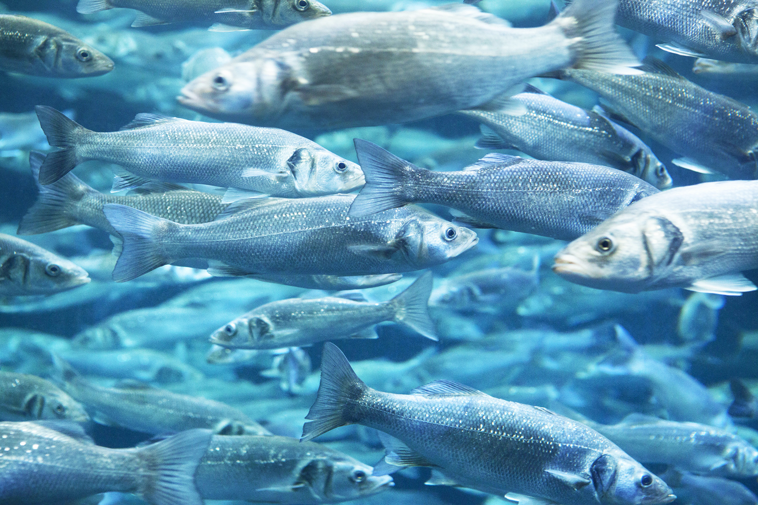 A school of sea bass