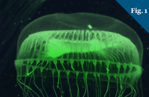 A green, glowing jellyfish swimming