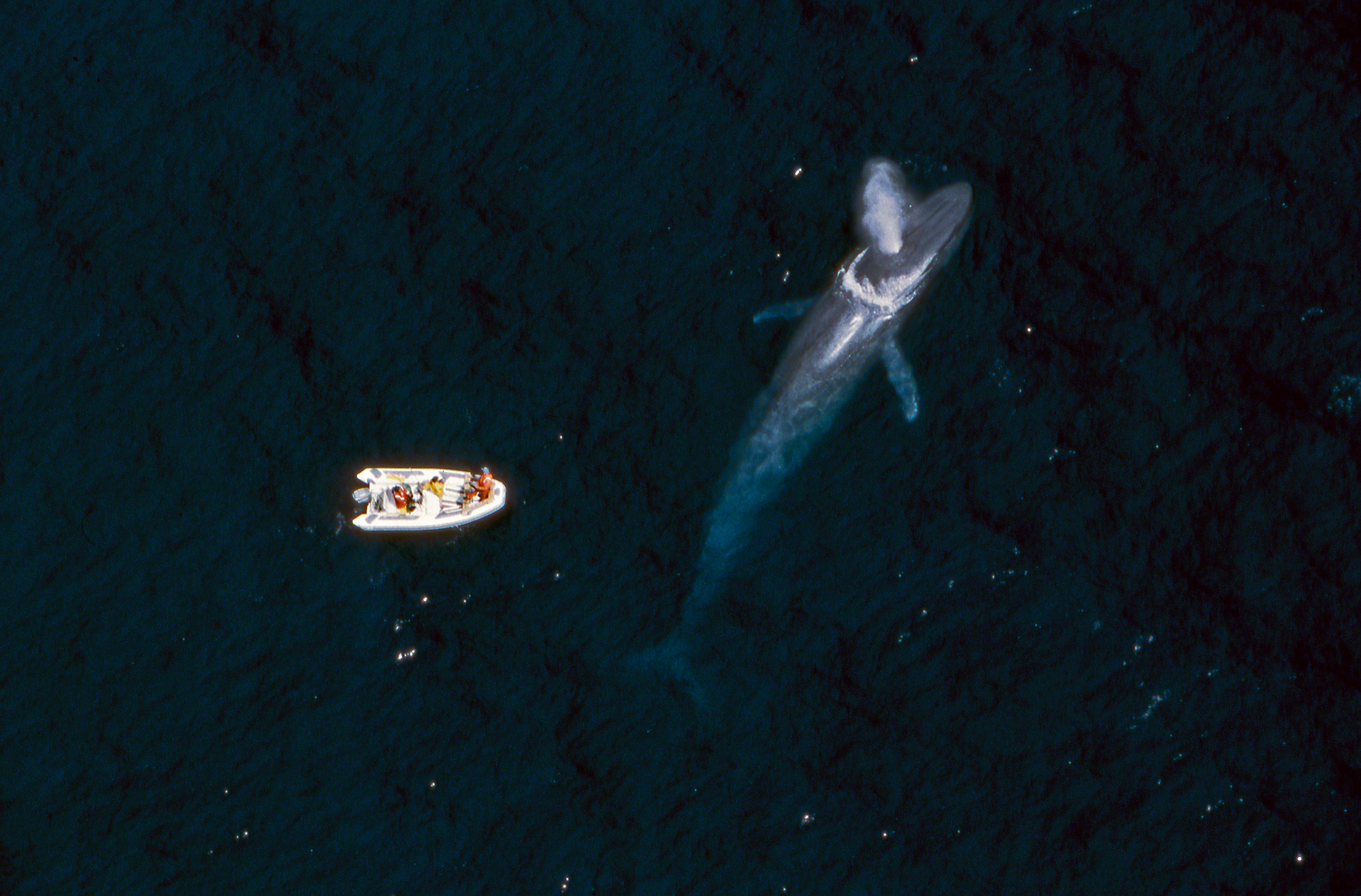 A blue whale next to a research boat