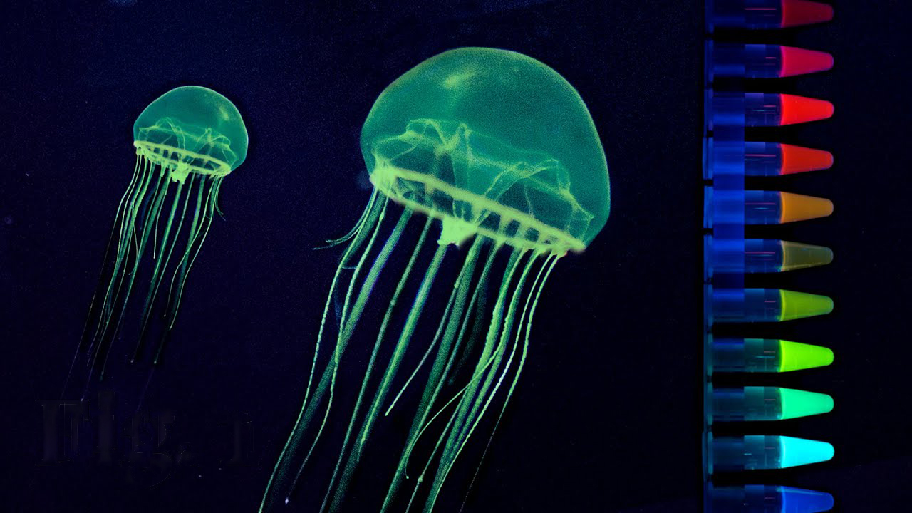 Two green, flowing jelllyfish swimming and tubes of GFP in a variety of colors next to it