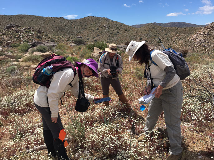 Lynn Sweet and volunteers measure a dead Joshua tree