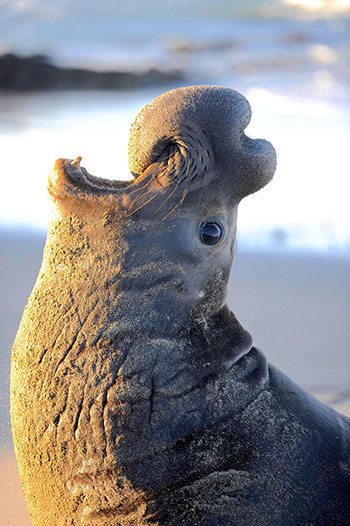 male elephant seal