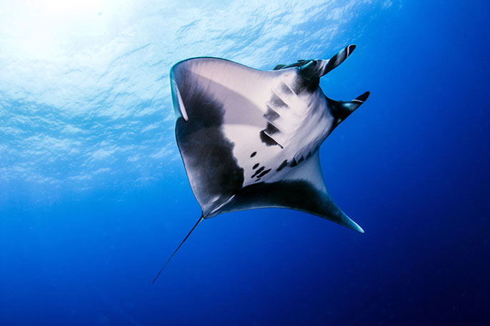 manta ray in water