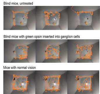 tracks of mice as they explore a novel cage