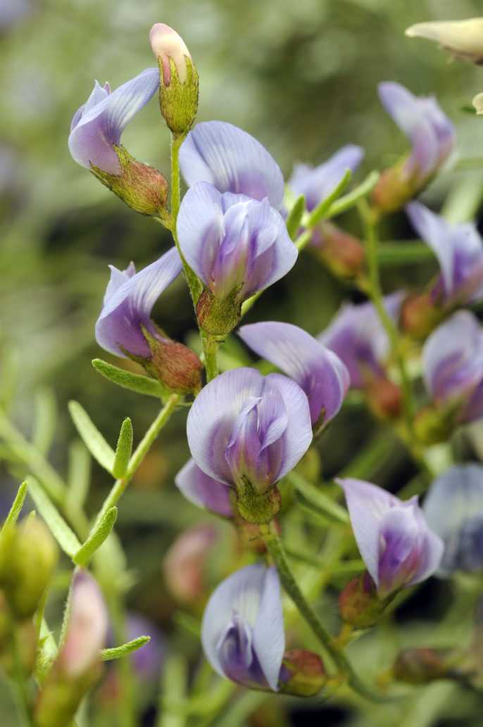 UCLA milkvetch