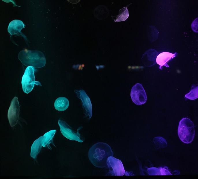 Moon jellies