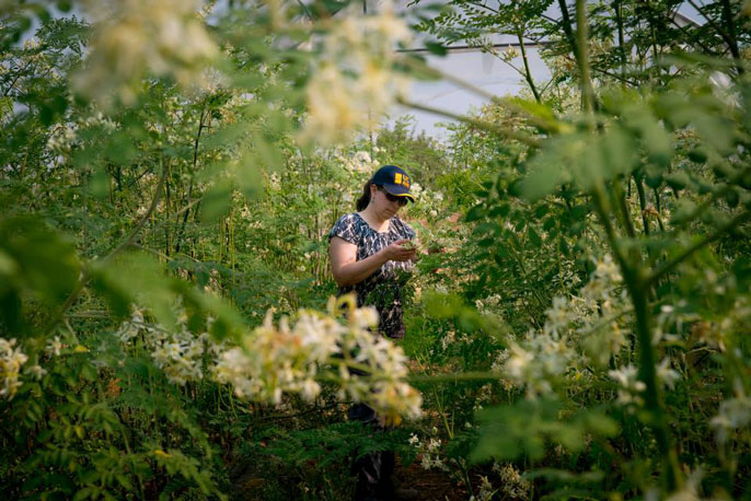 woman in cap holds moringa