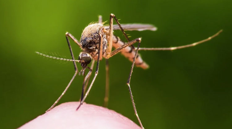 mosquito on finger, green background