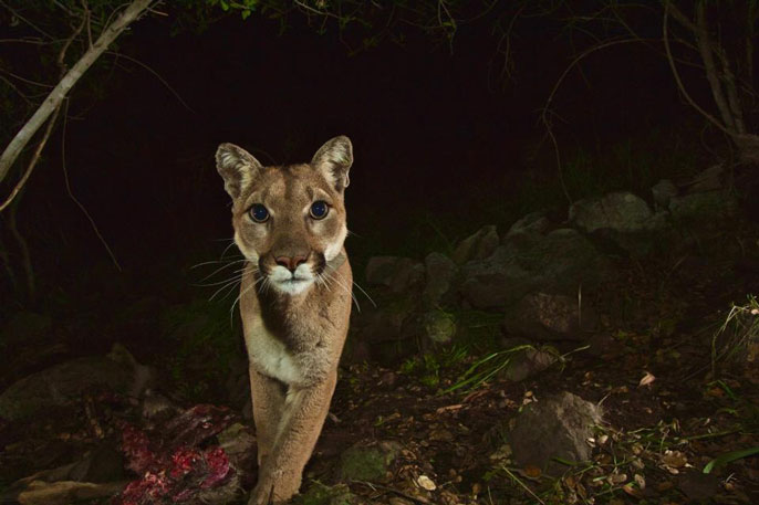 Mountain lion in the woods