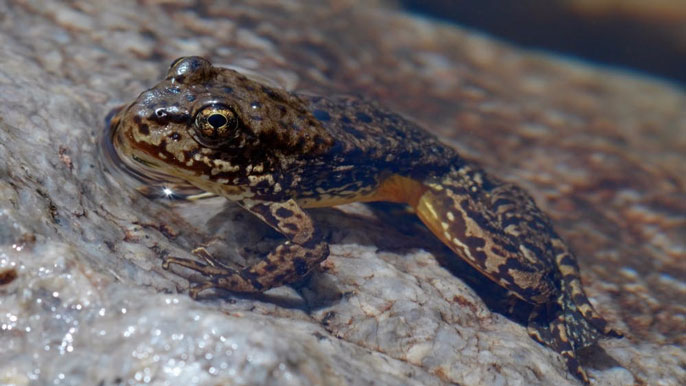 Mountain yellow-legged frog