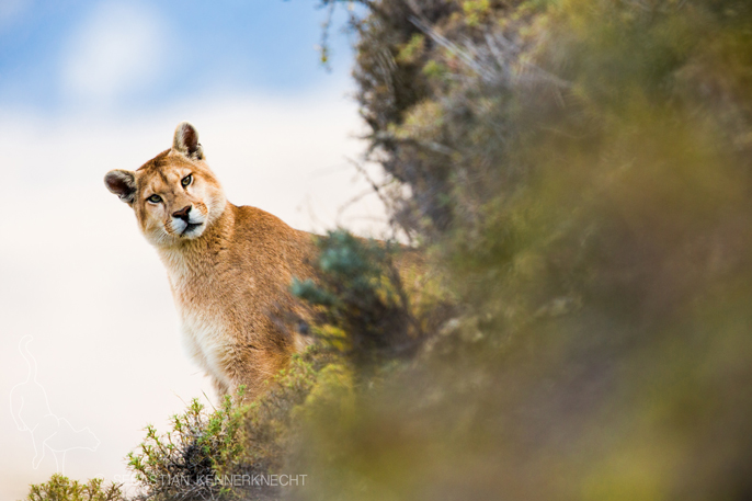 A mountain lion peeks over, photo by Sebastian Kennerknecht