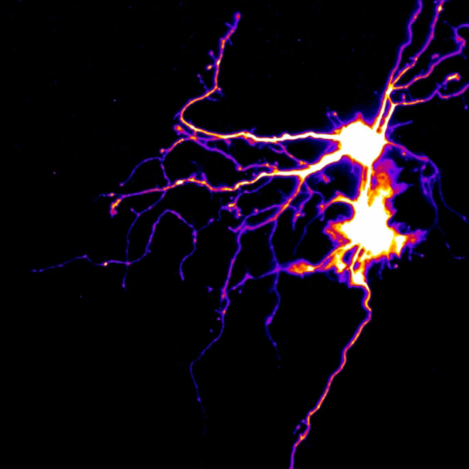 UC Santa Barbara neuron