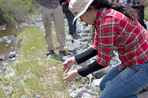 treasure hunter collects a camas lily