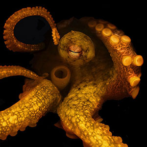 California two-spot octopus