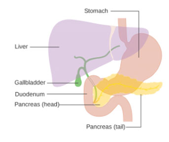 Pancreas diagram