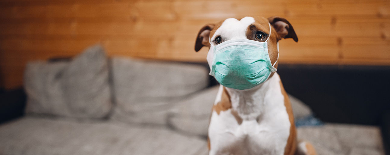 cute pit bull-type dog wearing a surgical mask on a couch