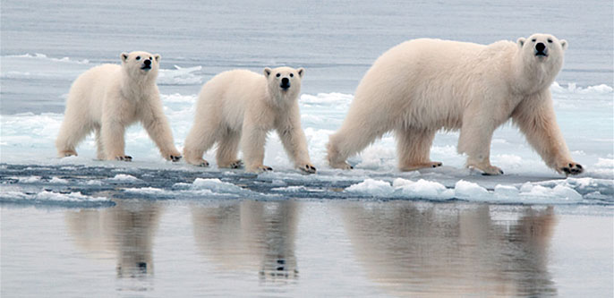 Polar bear genome gives new insight into adaptations to high-fat