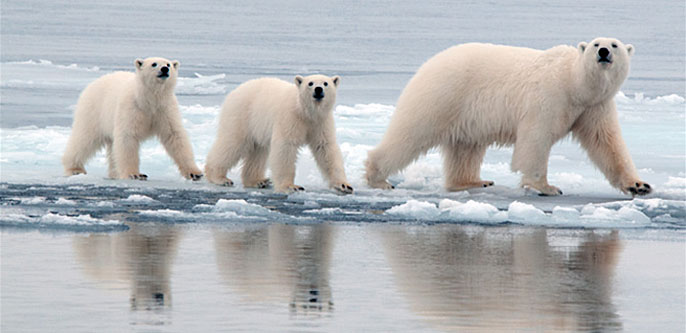 Polar bear genome gives new insight into adaptations to high-fat diet