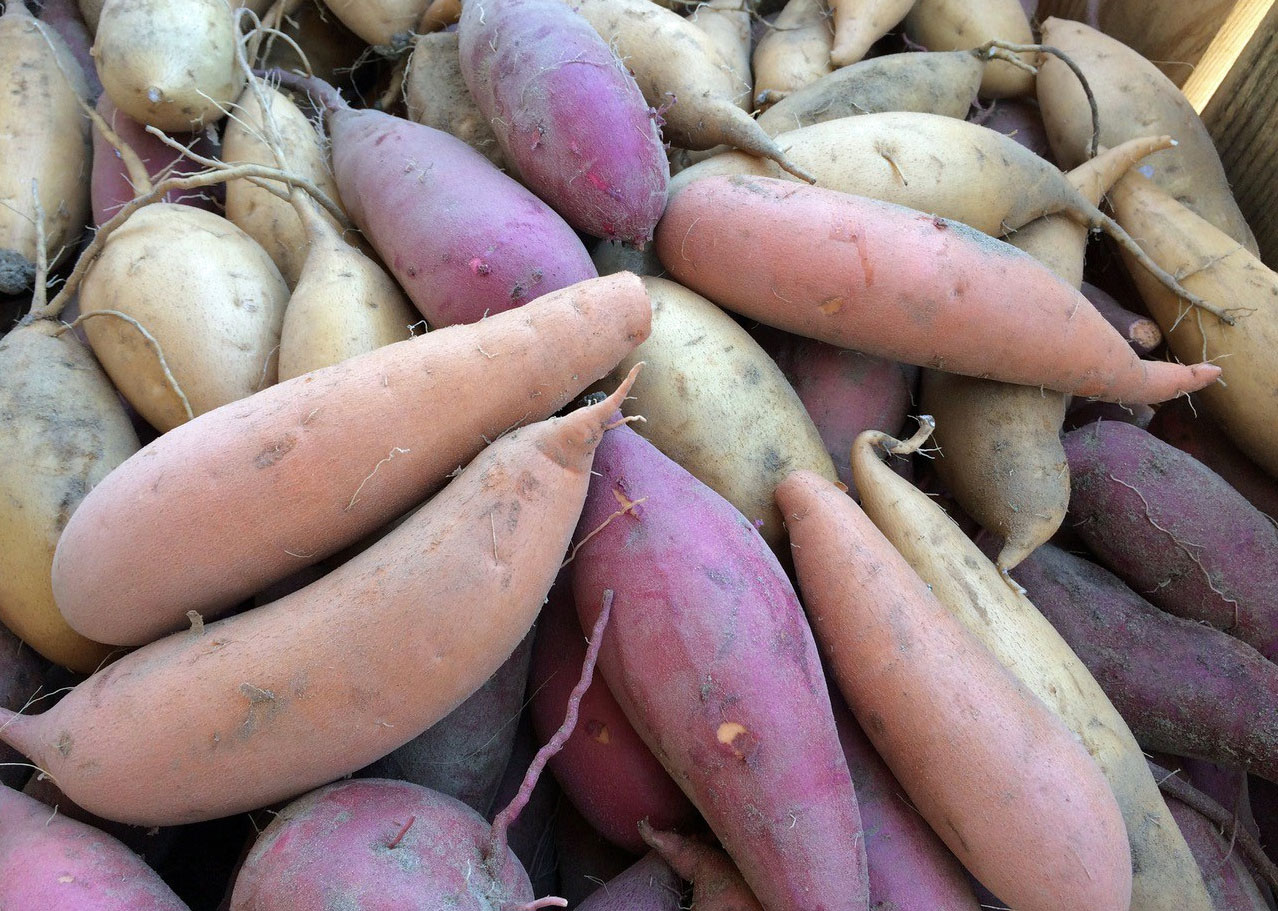 Purple potato selection