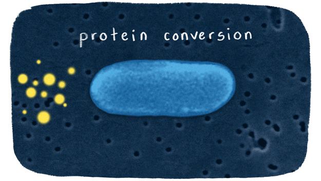 Protein conversion process