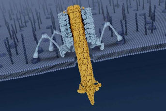 Digital rendering of a tailocin