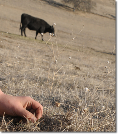 grazing cow