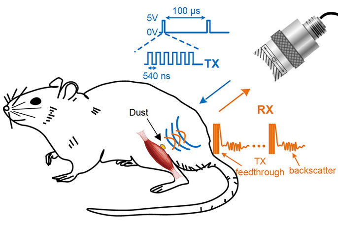 rat diagram