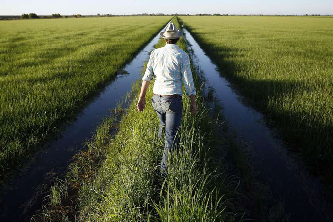 UC Davis rice fields trout science UC Davis rice fields trout science