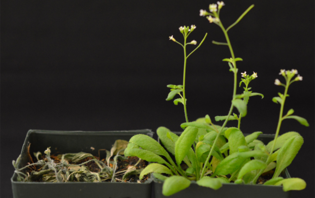 drought tolerant plant