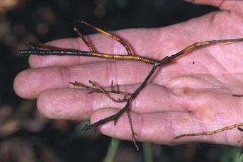 Root rot on an avocado plant