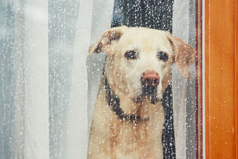 Sad yellow lab looks through window at rain