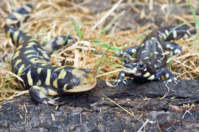 Salamanders UCLA