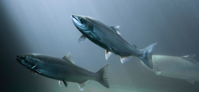 salmon swimming salmon swimming