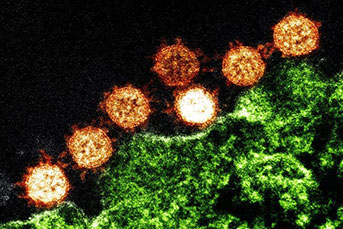 Image of virus