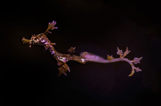 Weedy seadragon full body shot