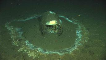 Barrel of DDT found off the coast of Santa Catalina Island