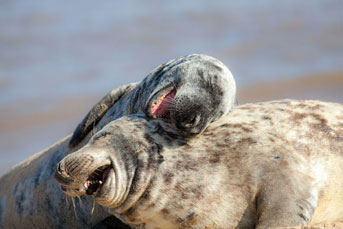 Seals laughing together