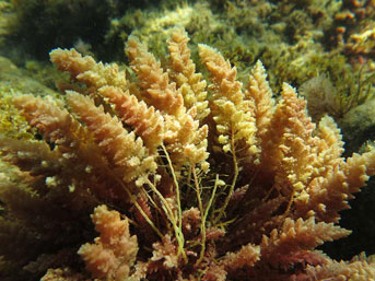 Seaweed in the wild off Catalina Island