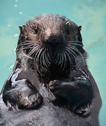 Sea otter named Selka