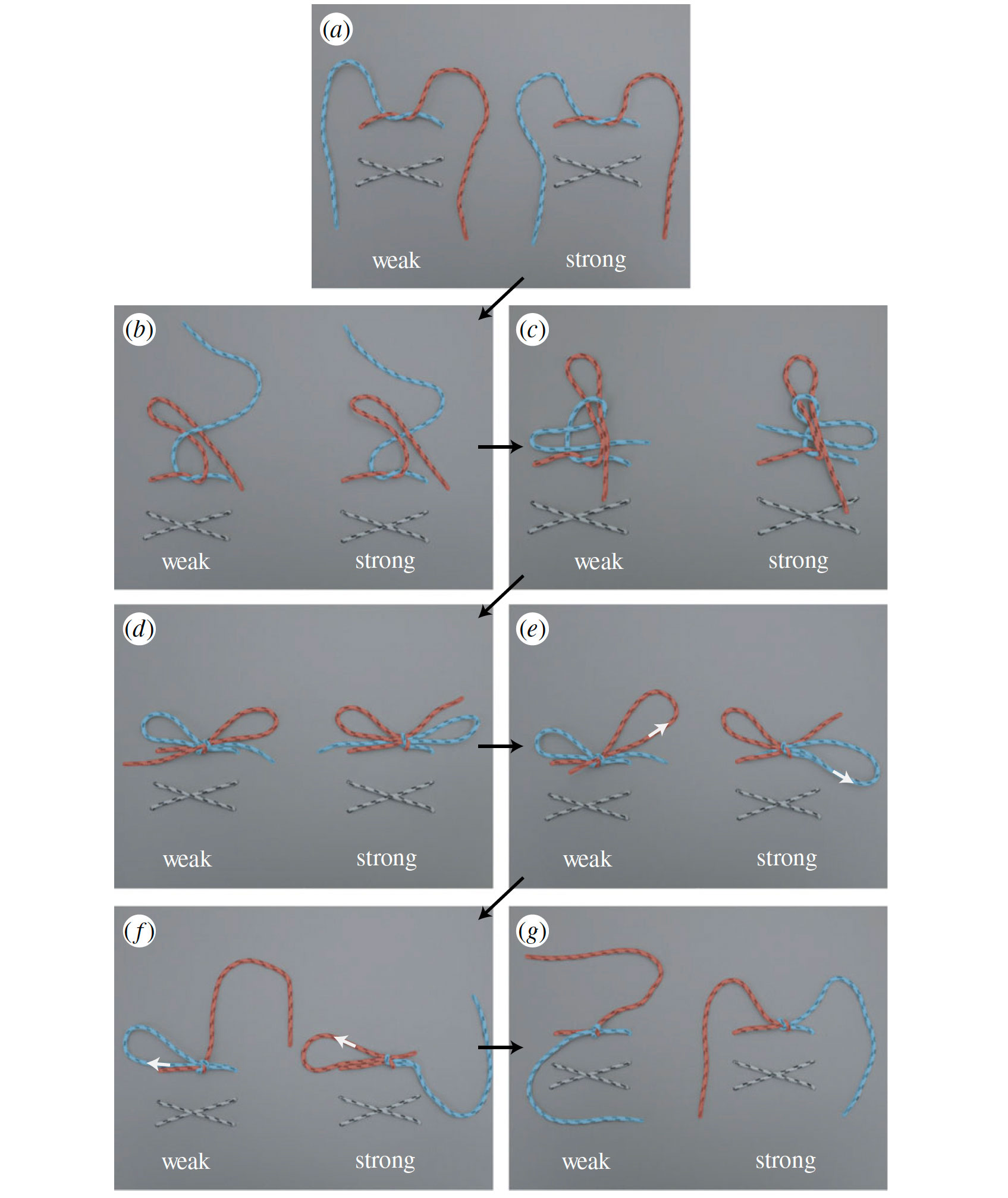 shoelace knots