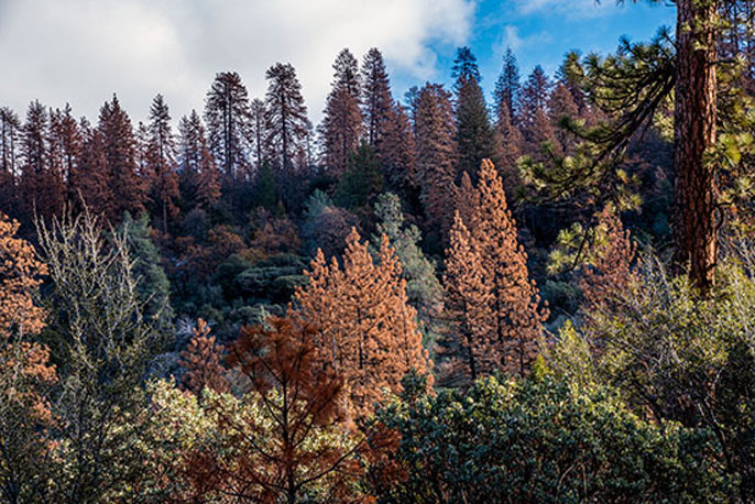 Trees faced an epic drought from 2012 through 2015, which scientists say will happen more frequently as the climate warms. Credit: UC Merced