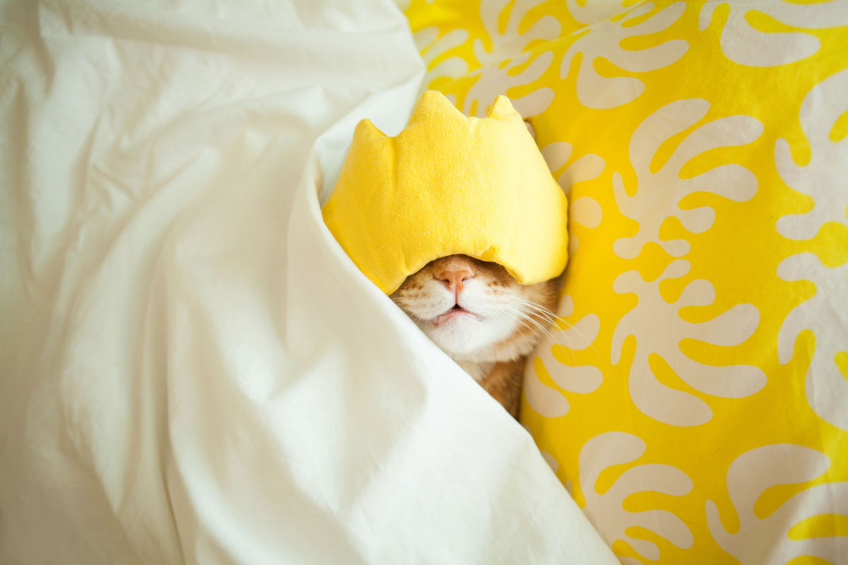 Cat sleeping through morning with mask on head