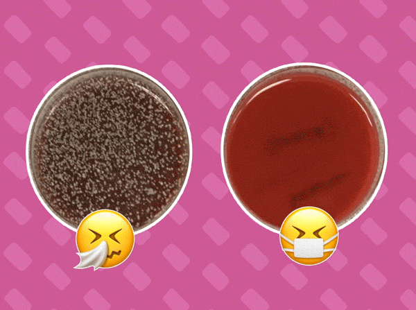 Petri dish of person who sneezes with or without a mask, with emojis