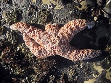 Starfish suffering from sea star wasting disease