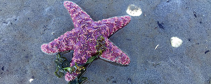 Starfish UC Davis