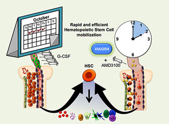 Stem cell mobilization diagram