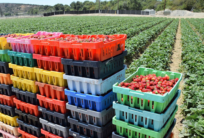 Modern Farmer strawberry fields Modern Farmer strawberry fields