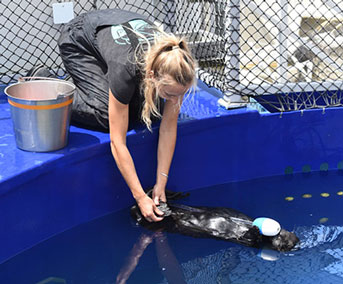 Sea otter named Selka trains with a graduate student who holds her paws