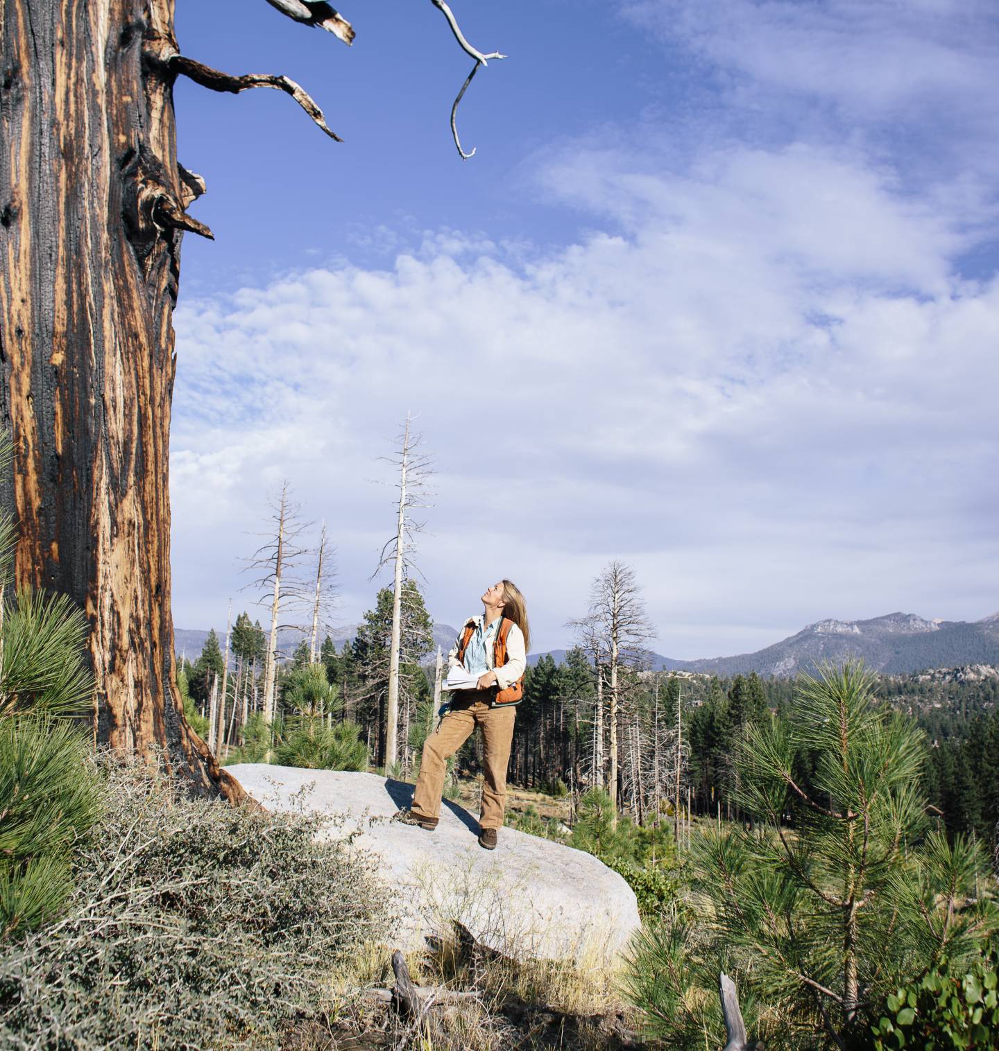 Researcher looking up at a sequoia treee