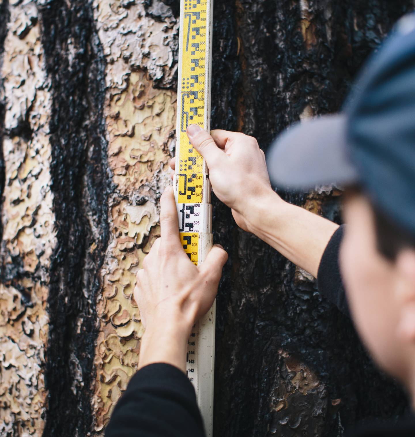 Person measuring bark on a tree